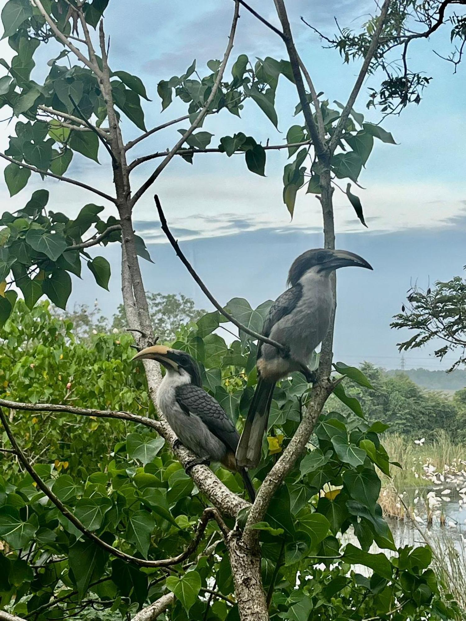 Three Little Birds Hotell Tangalle Exteriör bild